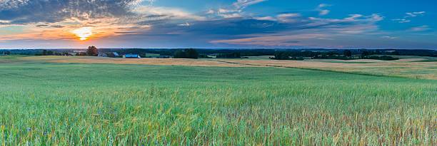 istock Sunset over cereal field with grown up ears 481958046