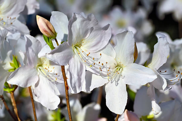 istock Beautiful flower rhododendron closeup 481958408