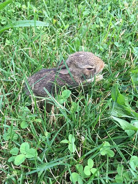 A baby bunny from a new born bunch of bunnies in the grass. 