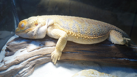 Bearded dragon sleeping on a log.
