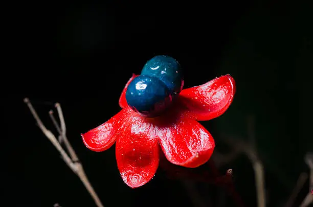 Photo of Flowers Mickey Mouse