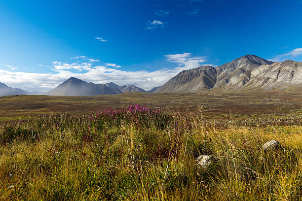 Colorful autumn Chukotka tundra, Arctic Circle Russia stock photo