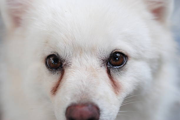 cachorro con rotura manchas en los ojos - desmovilización fotografías e imágenes de stock