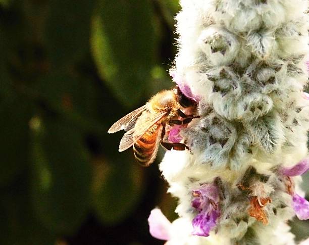istock Bee collecting pollen of flower. 481962848