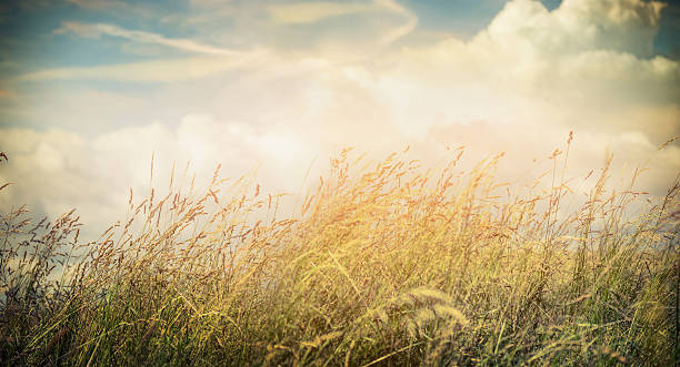 istock Summer or autumn field grass on beautiful sky background, banner 481963872