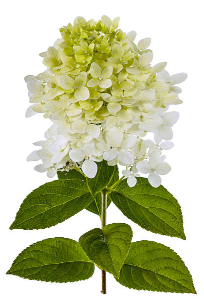 istock Flowers of Hydrangea  isolated on a white background 481963954