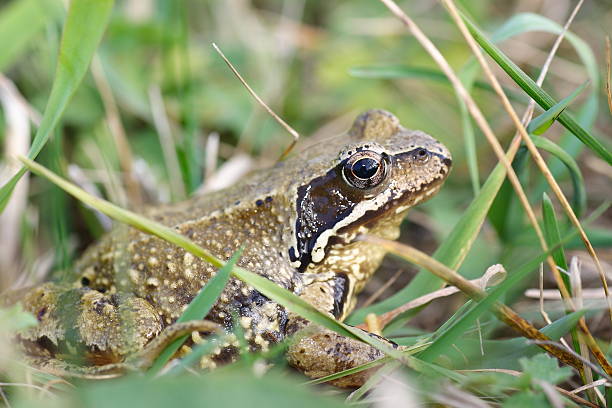 istock Common Frog Rana temporaria 481964053