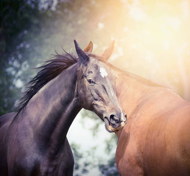 istock horses in sunlight on summer or autumn nature background 481964298