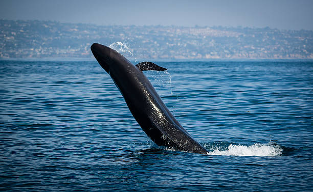 False Killer Whale Breech stock photo