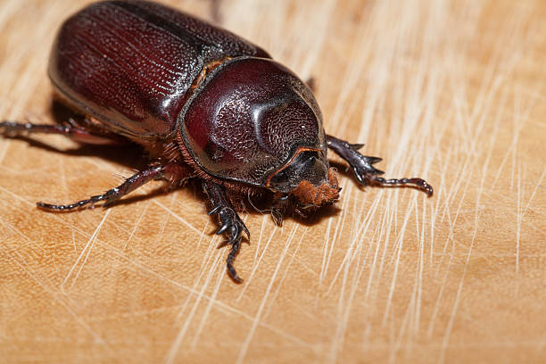 istock Macro Beetle,Rhinoceros beetle, Rhino beetle, Hercules beetle, U 481964738