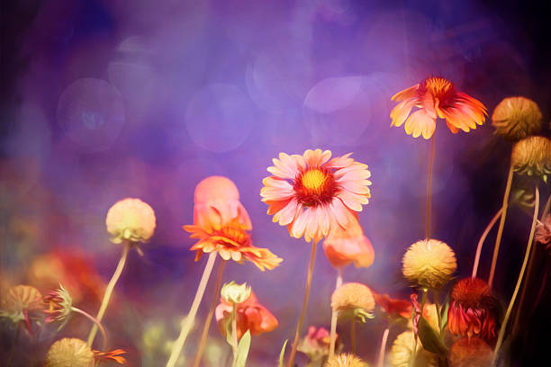 istock Digital art, artistic composition Echinacea Sombrero Salsa Red (Coneflower) 481965202