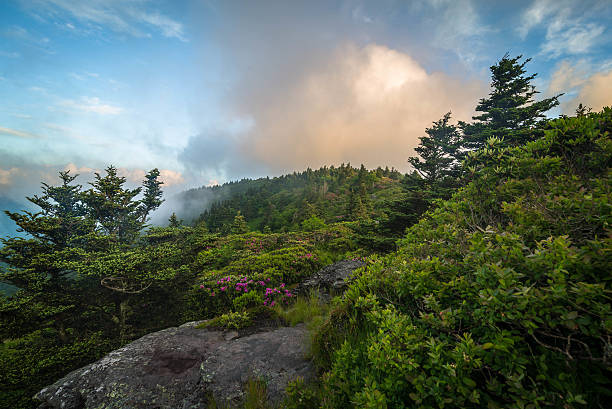 istock Roan Mountain Spring Rhododenron Blooms 2 481965232