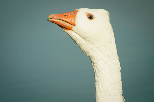 istock Portrait of white goose 481965252