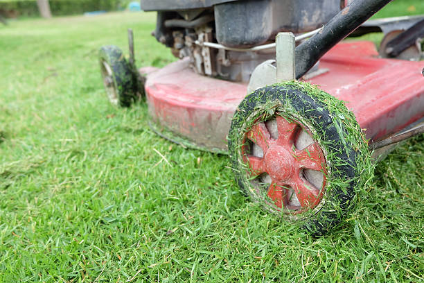istock Lawn mower cutting green grass in backyard.Gardening background. 481965324