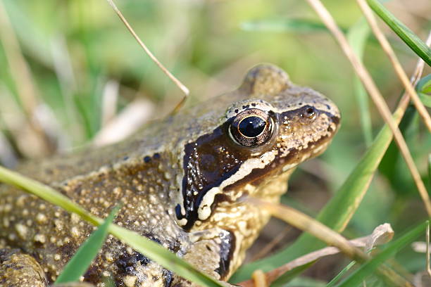istock Common Frog Rana temporaria 481967581