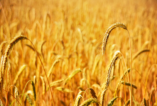 Rye field or wheat field in the evening sun. Selective focus of ears of rye, nature background with copy space. Cereals plants in the sunset.