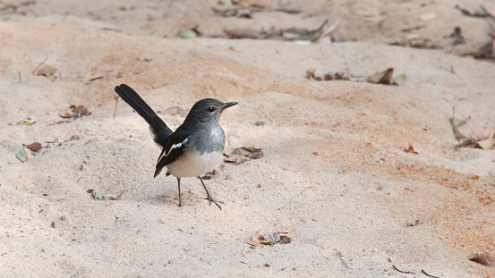 The oriental magpie-robin (Copsychus saularis) is a small passerine bird. They are distinctive black and white birds with a long tail that is held upright as they forage on the ground or perch conspicuously. Occurring across most of the Indian subcontinent and parts of Southeast Asia, they are common birds in urban gardens as well as forests. They are particularly well known for their songs and were once popular as cagebirds. The oriental magpie-robin is national bird for Bangladesh. People of Bangladesh recognize it as 