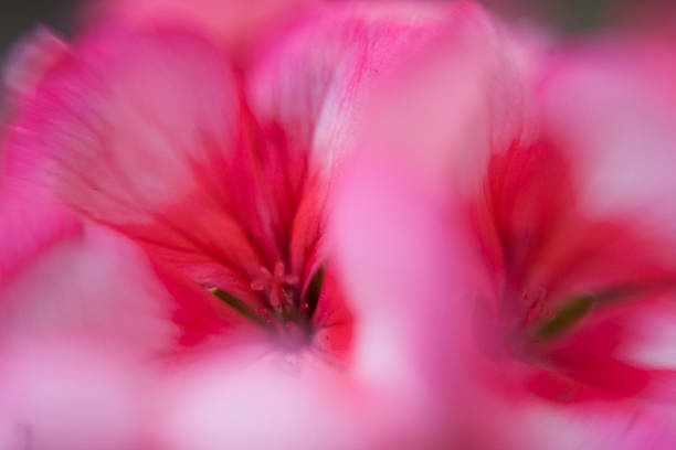 istock pink flower petal macro close 481969068