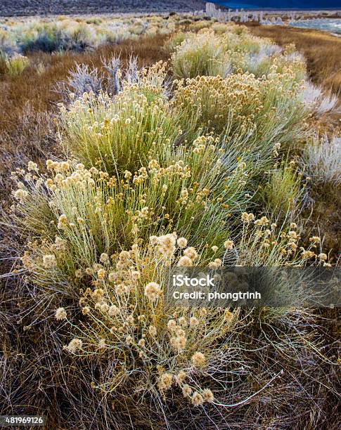 Wildflowers Stock Photo - Download Image Now - 2015, Abundance, Beauty