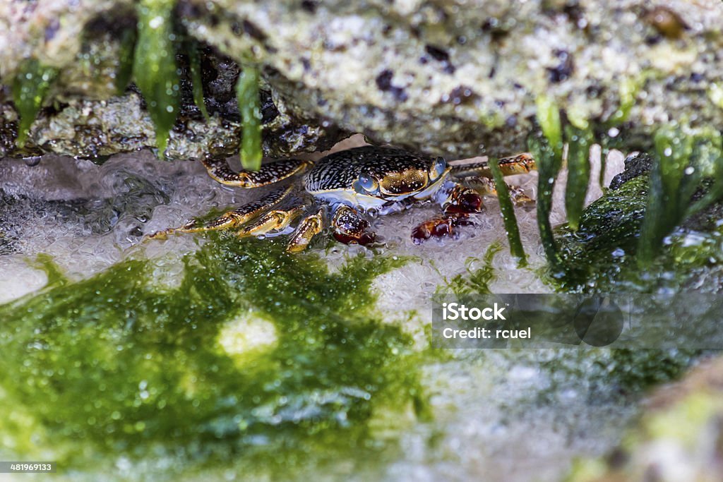 Hiding blue crab Animal Stock Photo