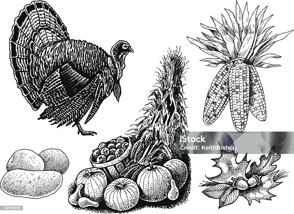 Thanksgiving Turkey, Cornucopia and Leaves Pen and ink illustrations of Thanksgiving Turkey, Cornucopia, corn, potatoes, acorns and leaves. Check out my "Autumn Fall Harvest Season" light box for more. Thanksgiving - Holiday stock vector
