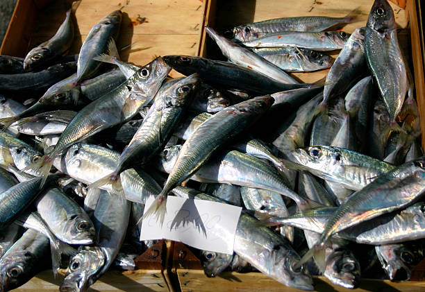 istock Fish For Sale in Sicily 481970574