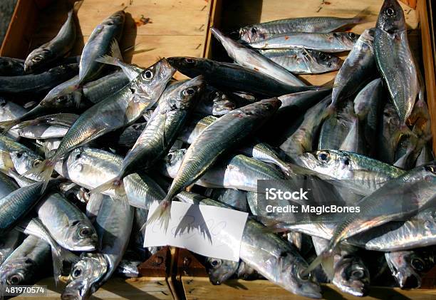 Fish For Sale In Sicily Stock Photo - Download Image Now - 2015, Animal Wildlife, Catch of Fish