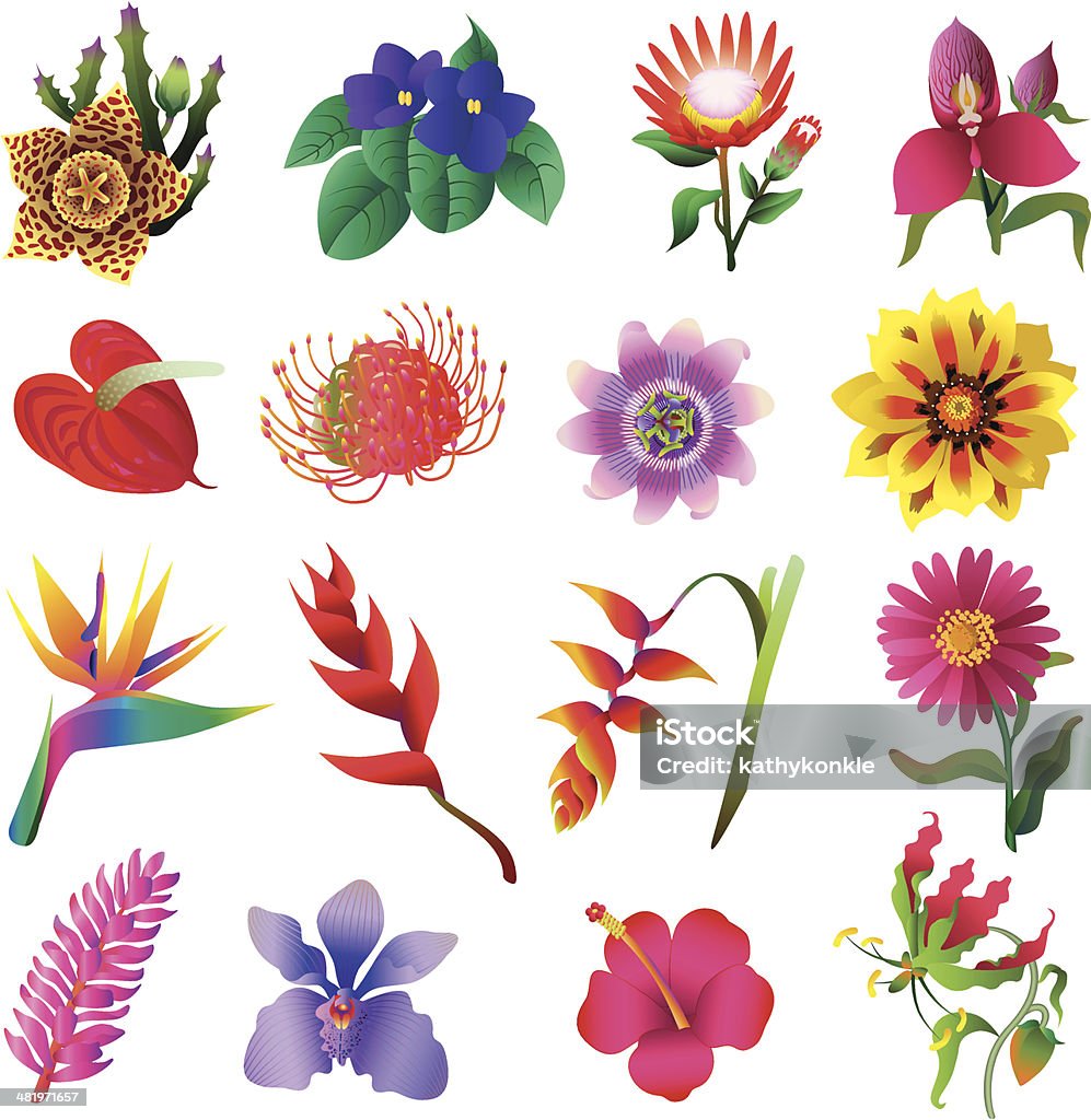 Ilustración de Flores Tropicales y más Vectores Libres de Derechos de  Orquídea - Orquídea, Flor Tropical, Flor de la pasión - iStock