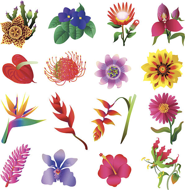 tropical flowers Vector illustrations of tropical flowers: heliconia stock illustrations