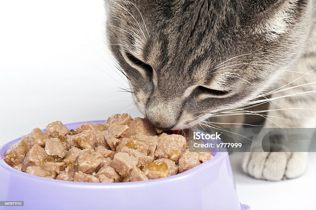 Cat Eating Close-up of cat eating food from a bowl Domestic Cat Stock Photo