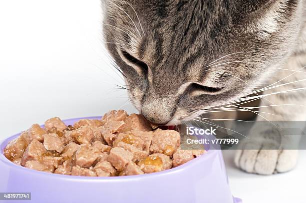 Cat Eating Stock Photo - Download Image Now - Domestic Cat, Eating, Cat Food