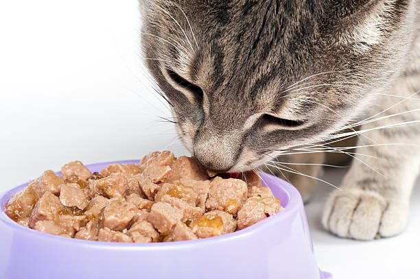 Comida de Gato - foto de acervo