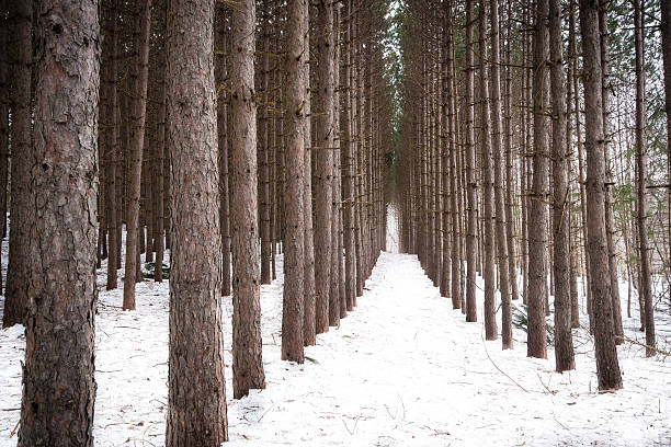 Parallel Spruce Trees stock photo