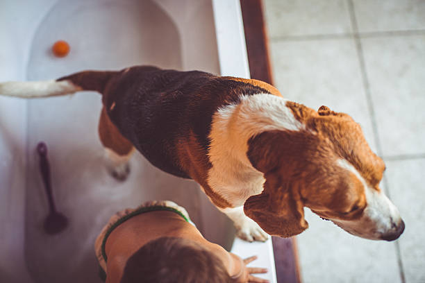 istock Little boy and a dog in a bathtub 481973682