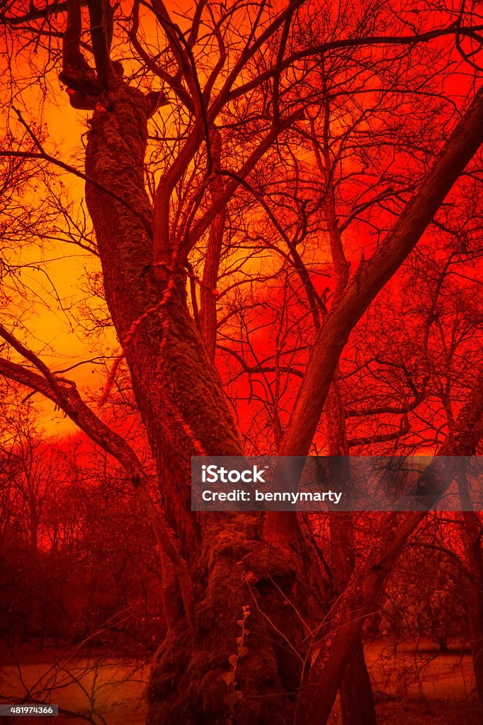 Surreal Tree Surreal tree in red infernal fog, horror atmosphere. Effect obtained with infrared filter. 2015 Stock Photo