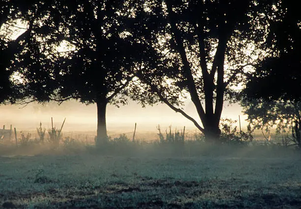 Photo of Tree Silloutte with fog mist