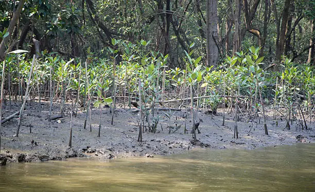 Young mangroves/ mangrove forest