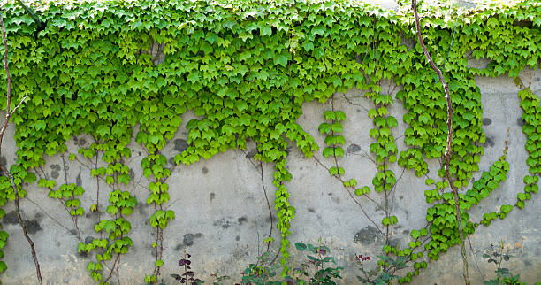 istock closeup of Lush ivy covered a wall 481974780