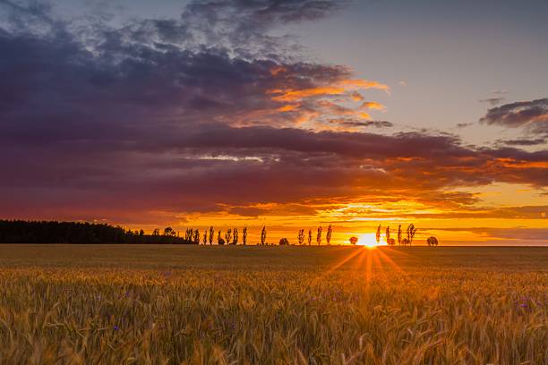 istock Sunset over cereal field with grown up ears 481974884