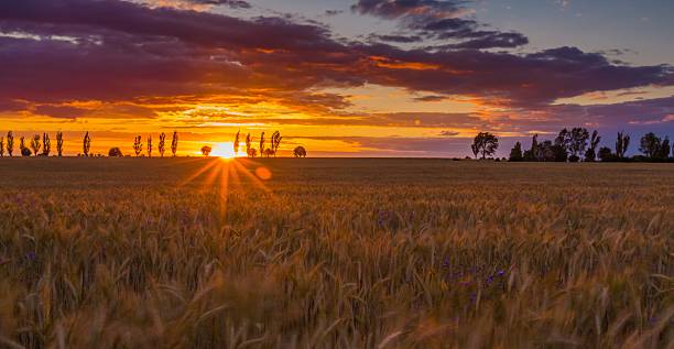 istock Sunset over cereal field with grown up ears 481974886
