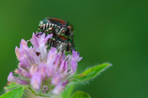 Two Japanese Beetles are breeding on a clover bloom. 