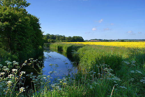 The Royal Military Canal flows by a bright yellow field of Rapeseed near to the small town  of Winchelsea in East Sussex.
