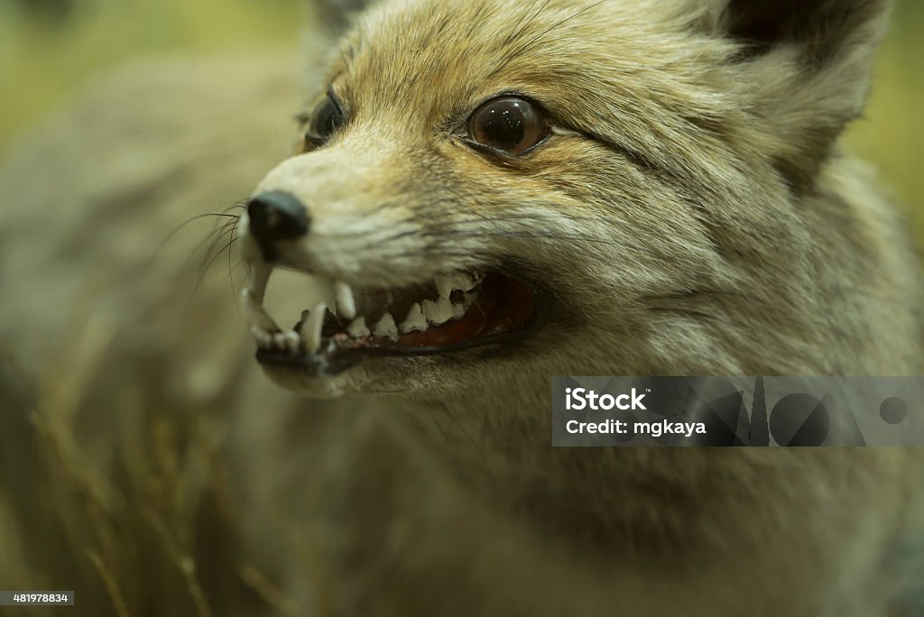 Fox A taxidermy fox. 2015 Stock Photo