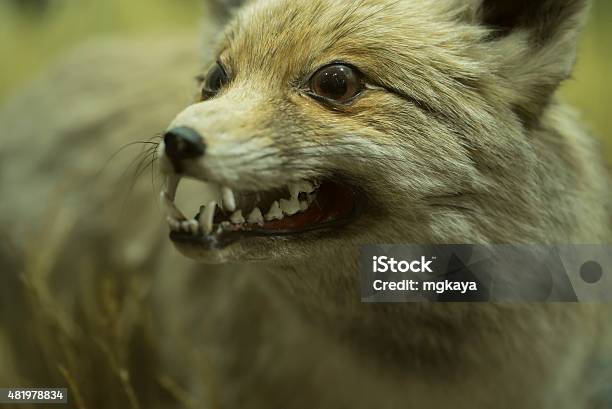 Fox Stock Photo - Download Image Now - 2015, Animal, Animal Wildlife
