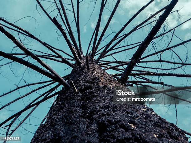 Forest Fire Tree Damage Stock Photo - Download Image Now - British Columbia, Forest Fire, 2015