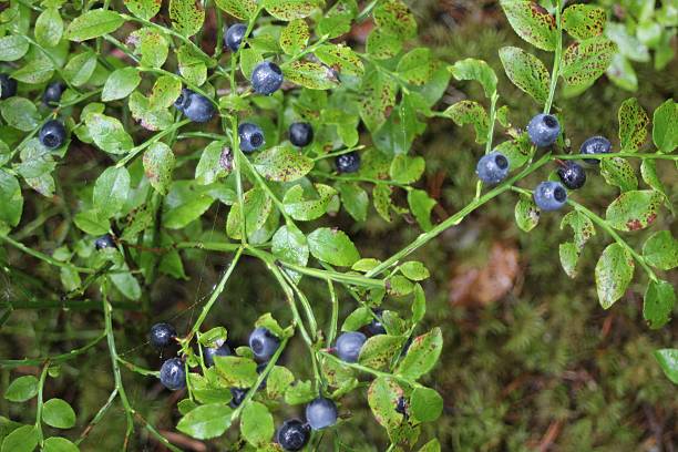 im schwarzwald heidelbeeren - wildbeere ストックフォトと画像