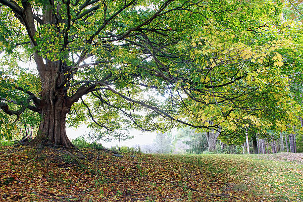 istock Giant Sugar Maple - Early Autumn 481979700