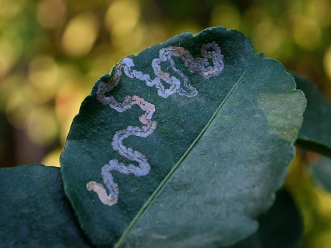 Leafminer disease is a disease of citrus crops. One of the caterpillars of butterflies.