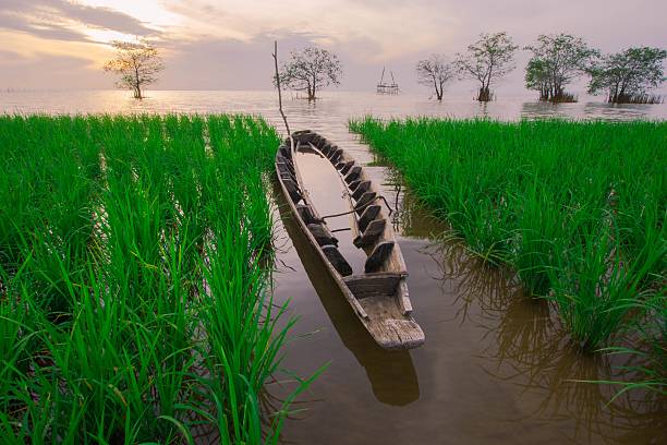 lake wallpaper lake wallpaper phatthalung thailand phatthalung province stock pictures, royalty-free photos & images