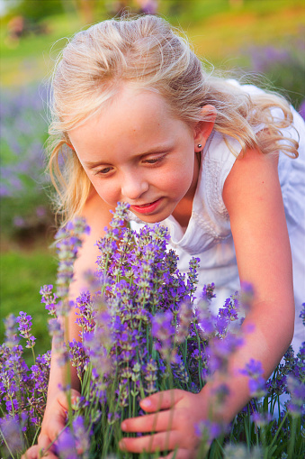 Little Caucasian girl dressed in white picking flowers in a lavender field in bloom